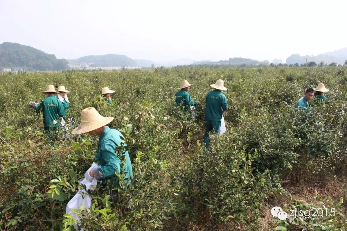 种好一棵山茶树，做好一瓶山茶油